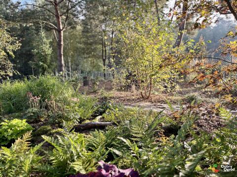 Naturalistyczny ogród z paprociami pod sosnami