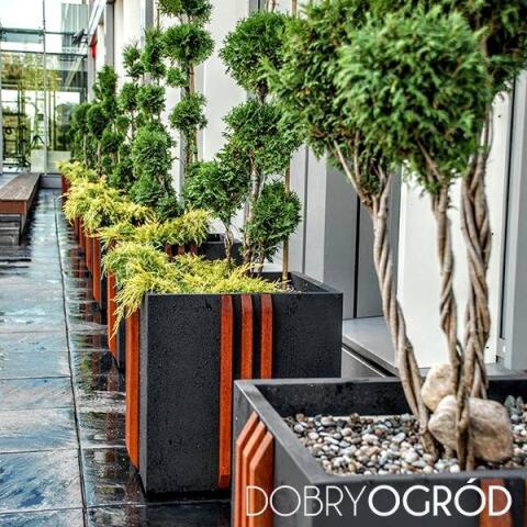 Topiary w nowoczesnych donicach