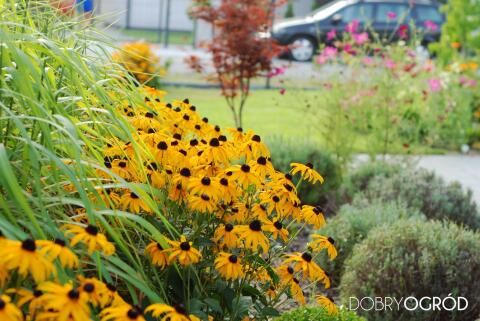 Rudbekia