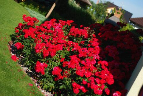 Ogród z różami – Borówiec – zdjęcie 2