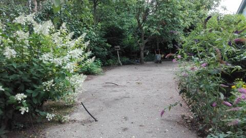 Ogród z sosnami w tle – Daszewice – zdjęcie 3